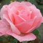 Rosenstrauch rosa