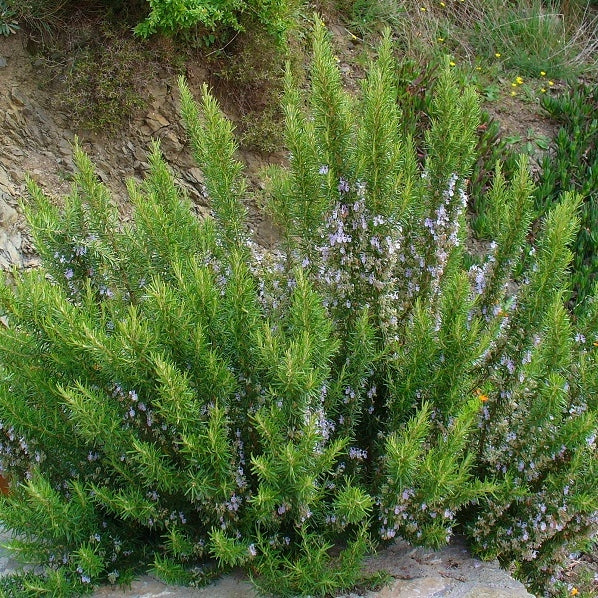 Rosmarin kaufen | Rosmarinus officinalis | Gartencenter.de