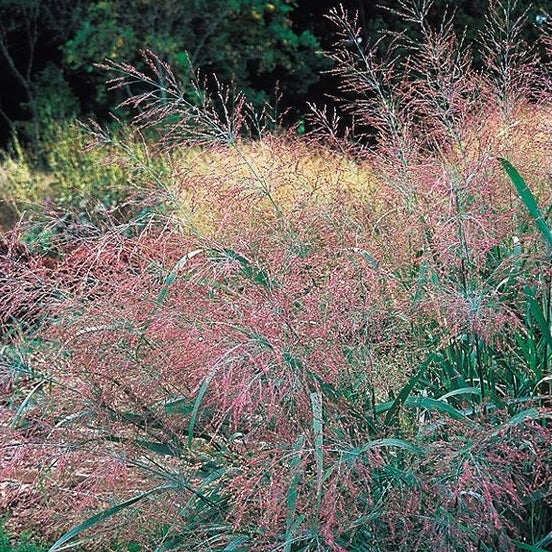 Rutenhirse 'Prairie Sky'