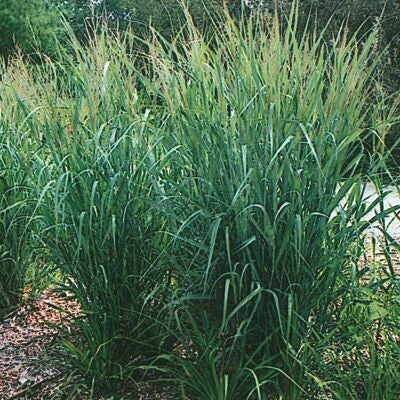 Rutenhirse 'Prairie Sky'