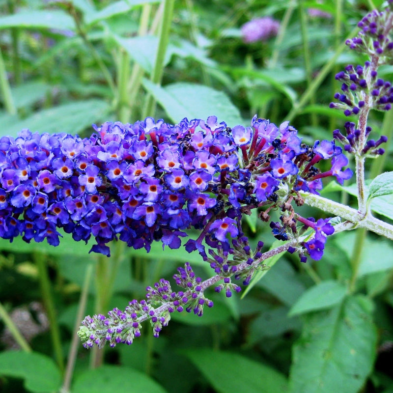 Schmetterlingsstrauch blau-lila