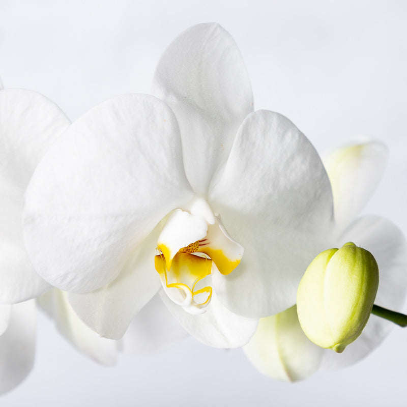 Weiße Orchidee kaufen | Phalaenopsis