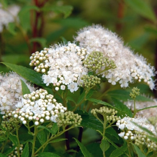 Wei e Zwergspiere Kaufen Spiraea Japonica Albiflora Gartencenter de Wei e Zwergspiere Kaufen Spiraea Japonica Albiflora Gartencenter de