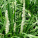 Weißes Traubenlilie