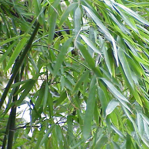 Wuchernder Bambus Goldrohrbambus