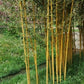 Wuchernder Bambus Goldrohrbambus