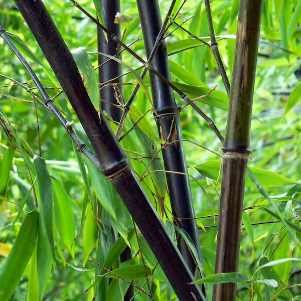 Wuchernder Schwarzer Bambus