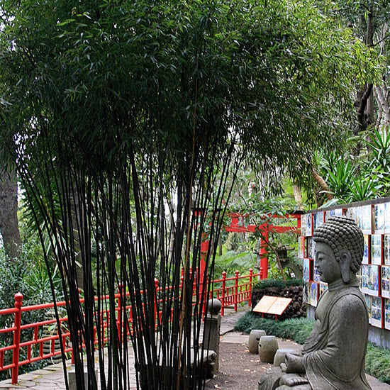 Wuchernder Schwarzer Bambus kaufen Phyllostachys nigra Gartencenter.de